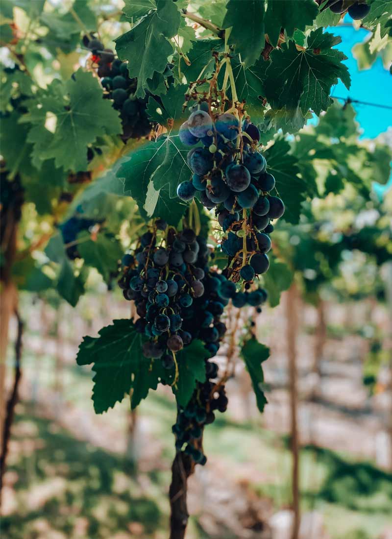 Mendoza, colores y vides